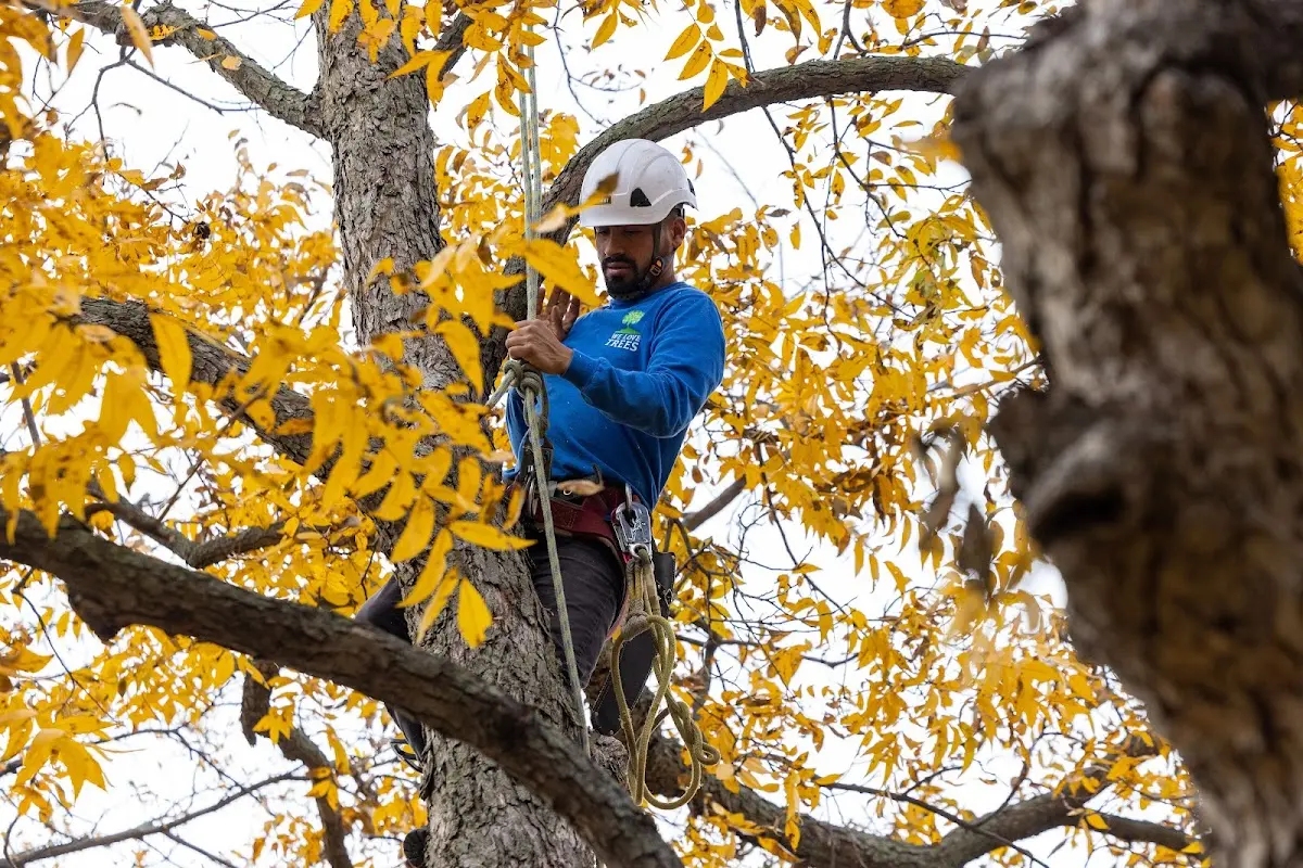 Skilled Tree Pruning crew working in Mercer Island